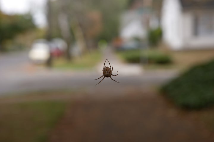 Close-up of spiderweb with out-of-focus street scene in background