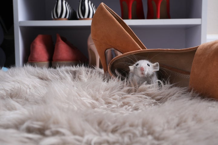 Cute gray rat in woman's shoe on fuzzy rug indoors