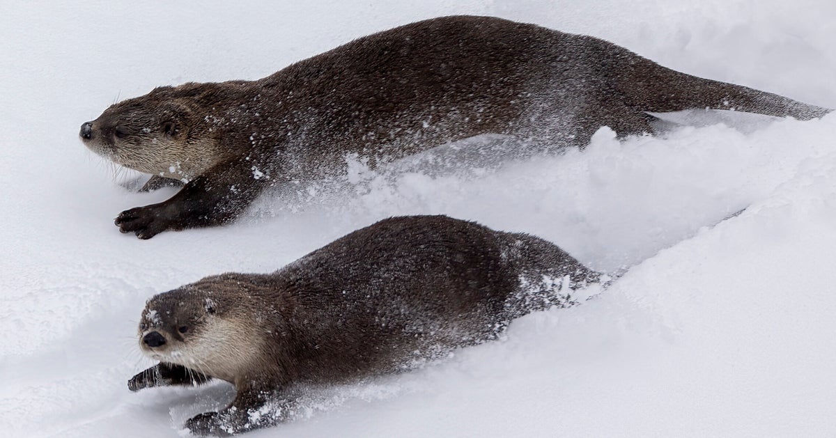 Otters Caught On Camera Frolicking In Snow After Escape From Zoo