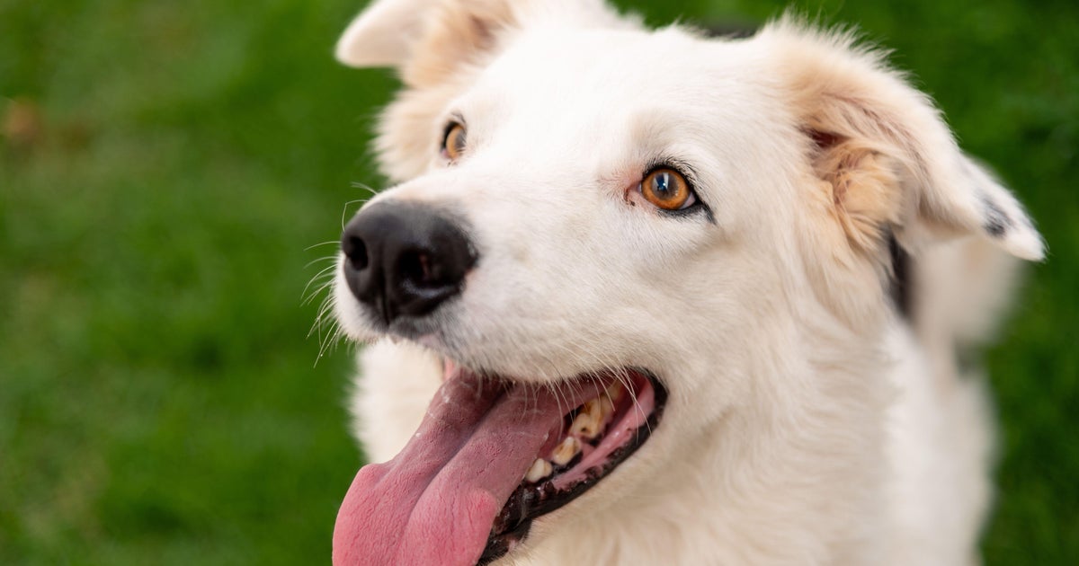 Greenies Pet Treats Are Vet-Approved For Dental Health Greenies Pet Treats Are Vet-Approved For Dental Health