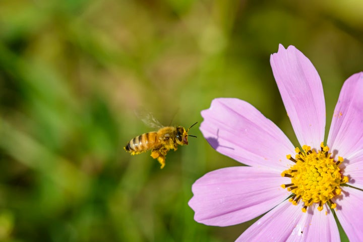 Commercial beekeepers are seeing catastrophic honeybee deaths.