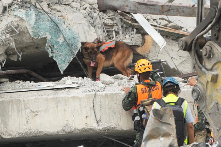 Scent Of Loss of life Permeates Myanmar Cities After Quake Kills Over 1,600 And Leaves Numerous Buried 2 Rescuers use sniffer dog at work at the site of an under-construction high-rise building that collapsed on Friday after an earthquake in Bangkok, Thailand, Sunday, March 30, 2025. (AP Photo/Sakchai Lalit)