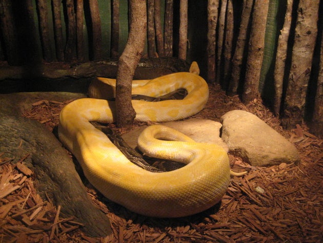 Wildlife photography of large snakes in an enclosure at a zoo