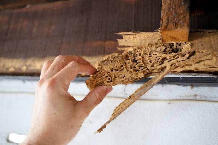 Wood, part of house roof, after termite attack