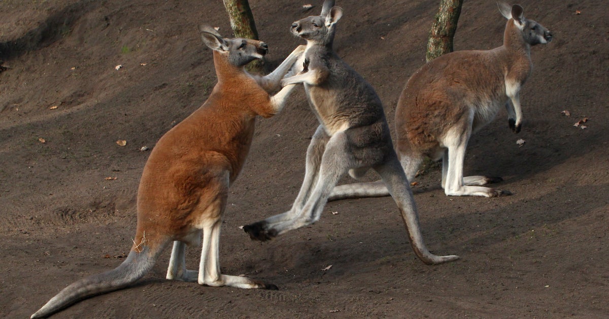 カンガルーが激しいバトル！仲間が止めに入ると思いきや、予想外の展開