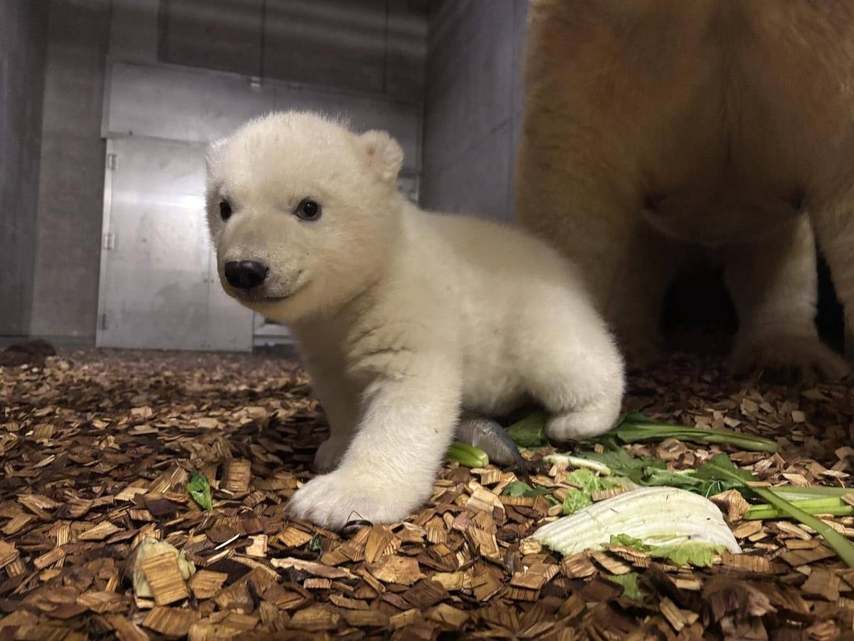 横浜ズーラシア、ホッキョクグマの赤ちゃんのおもちゃ遊びを公開