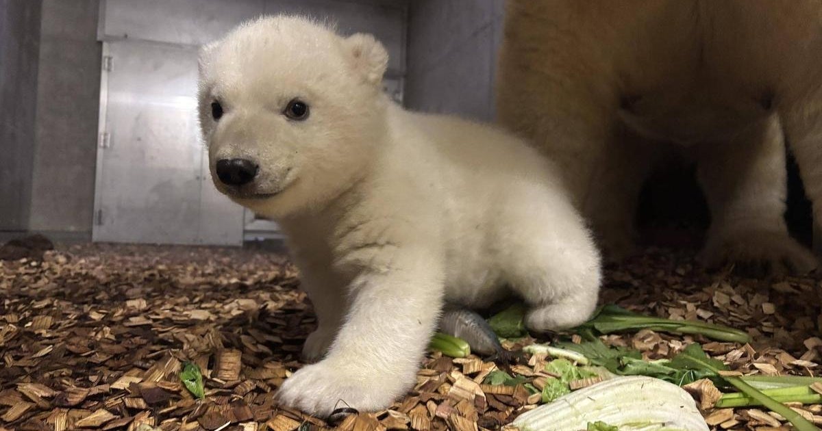 【動画】横浜ズーラシア、ホッキョクグマの赤ちゃんのおもちゃ遊びを公開 ⇨「ひとり遊びも、うとうとも可愛すぎ」と話題に | ハフポスト 画像枠