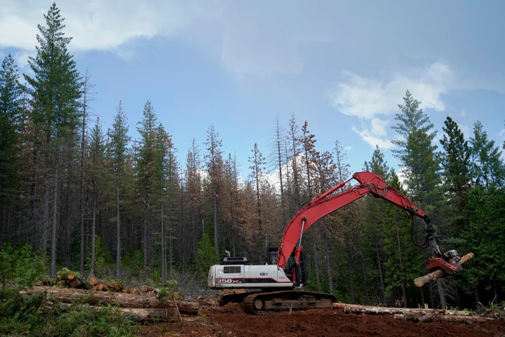 Logging Projects Trump Administration Rolls Back Forest Protections In Bid To Ramp Up ...