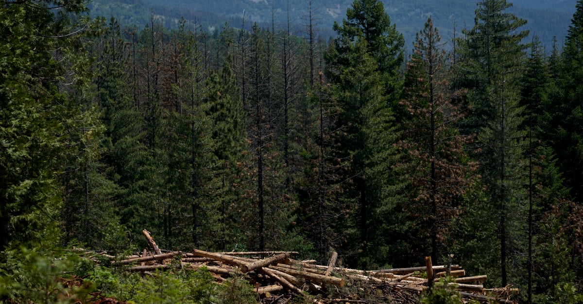 Trump Administration Rolls Back Forest Protections In Bid To Ramp Up Logging