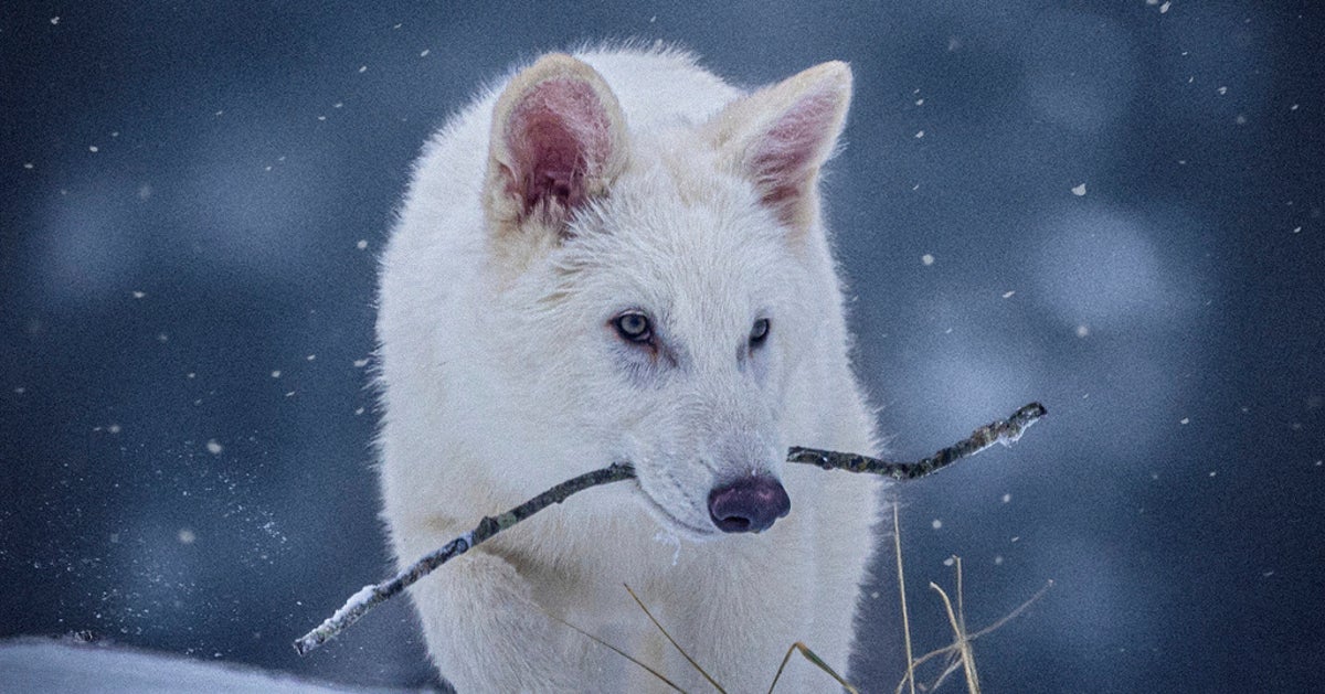 Scientists Genetically Engineer Wolves To Resemble Extinct Dire Wolf