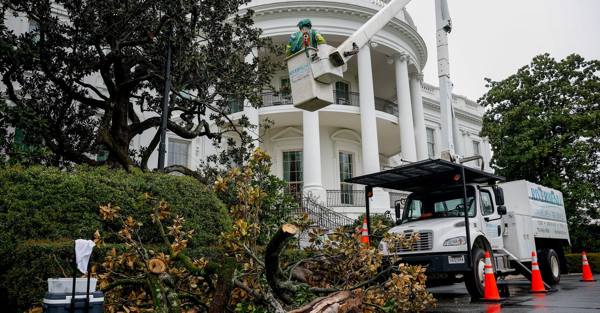 NextImg:Trump Helps Plant 'MAGAnolia' In Place Of Nearly 200-Year-Old White House Tree