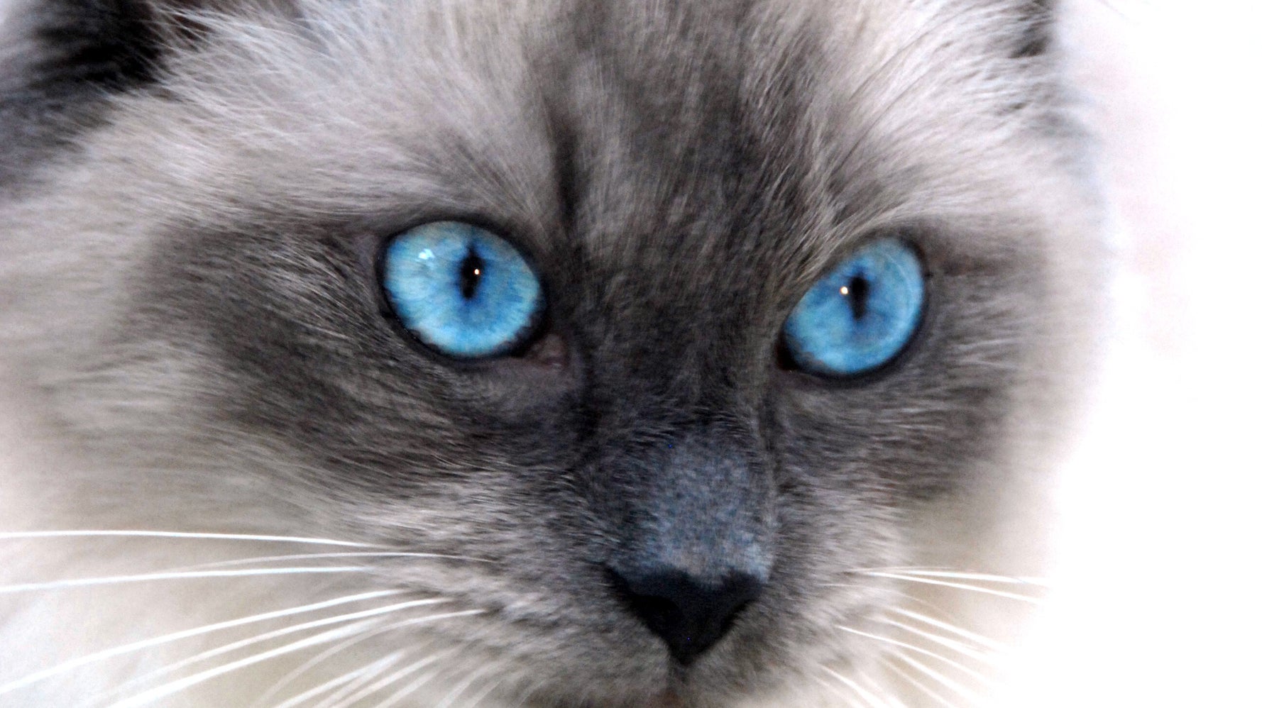猫の瞳かと思ったら⇒リアルすぎるオブジェに「宇宙を感じ
