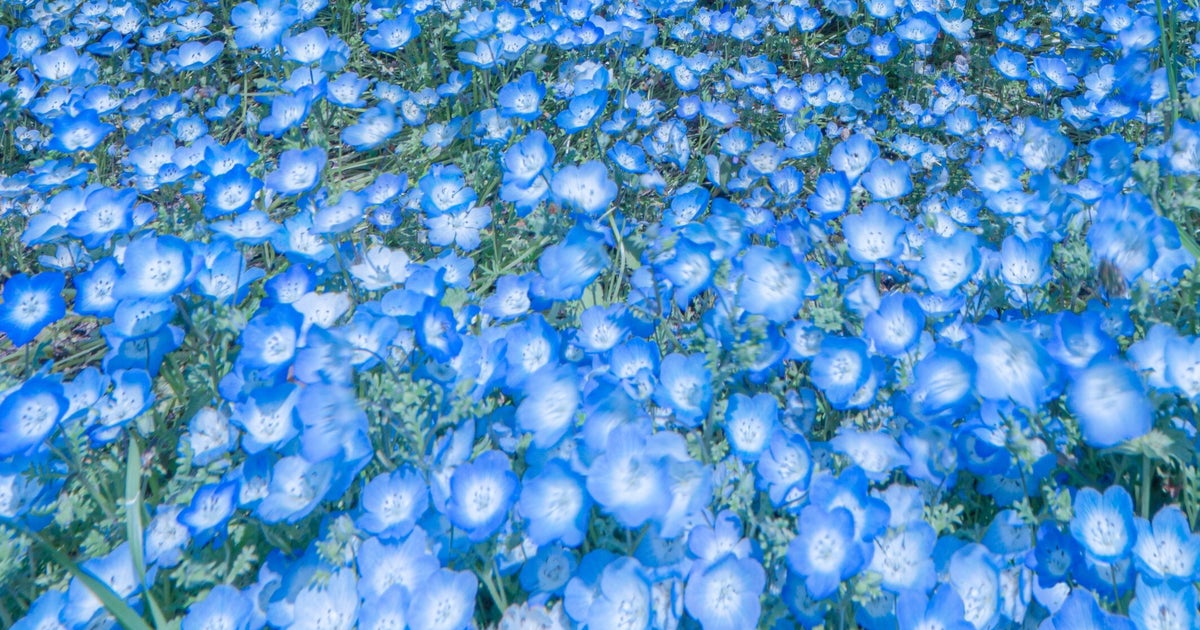 茨城・ひたち海浜公園のネモフィラが作る青い世界