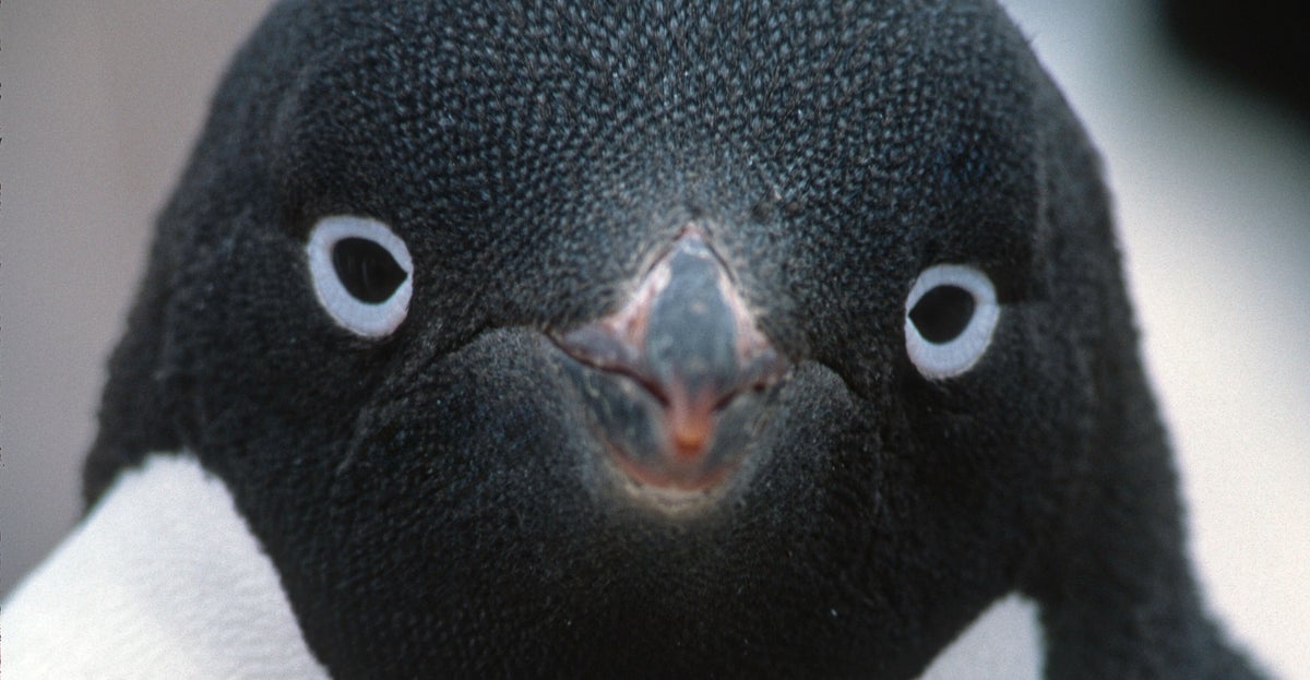 Penguin Causes Helicopter Crash In South Africa, And People Joke It's Tariff Revenge