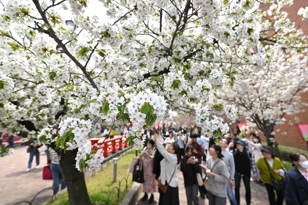 造幣局の「桜の通り抜け」