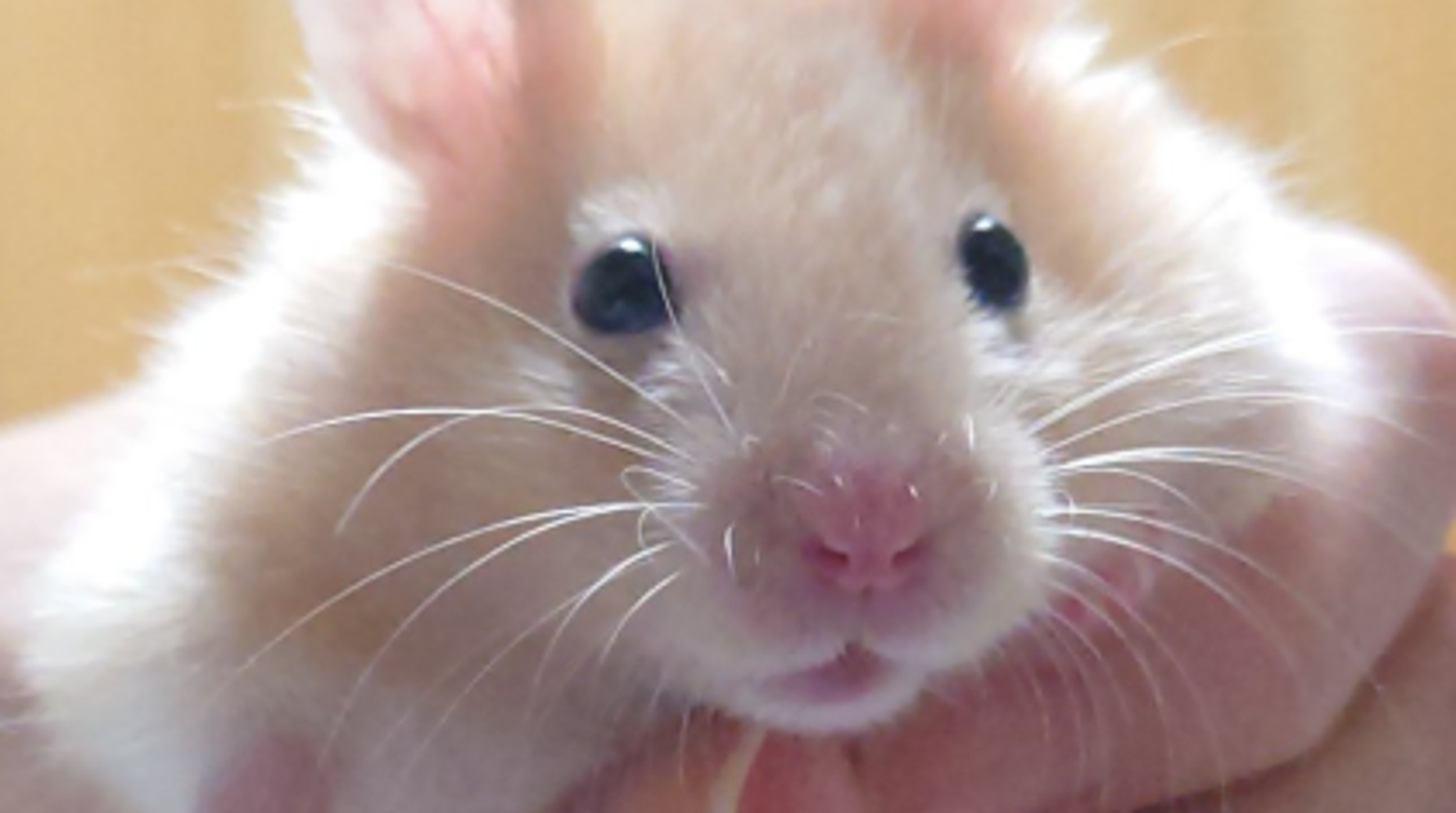 出産】ハムスターの赤ちゃんが生まれる瞬間、そして