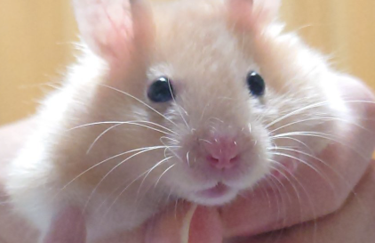 飼い主の𝒄𝒉𝒂𝒚さん