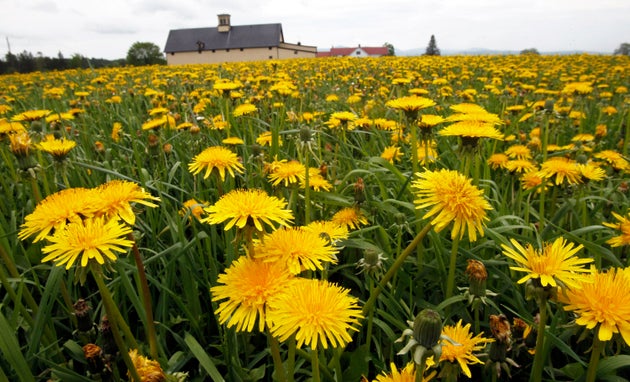 Dandelions
