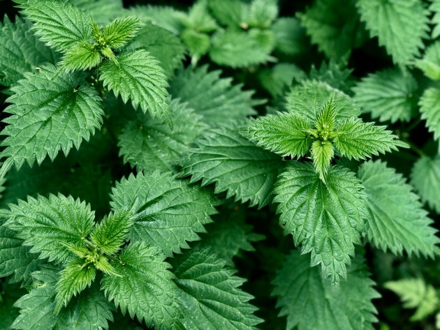 Nettles