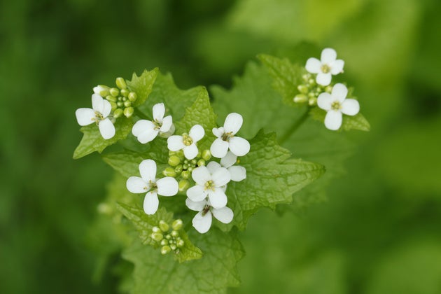 A flowering Garlic Mustard plant, Alliaria petiolata, in springtime.