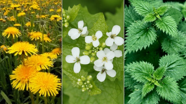 Dandelions, mustard garlic, and nettles