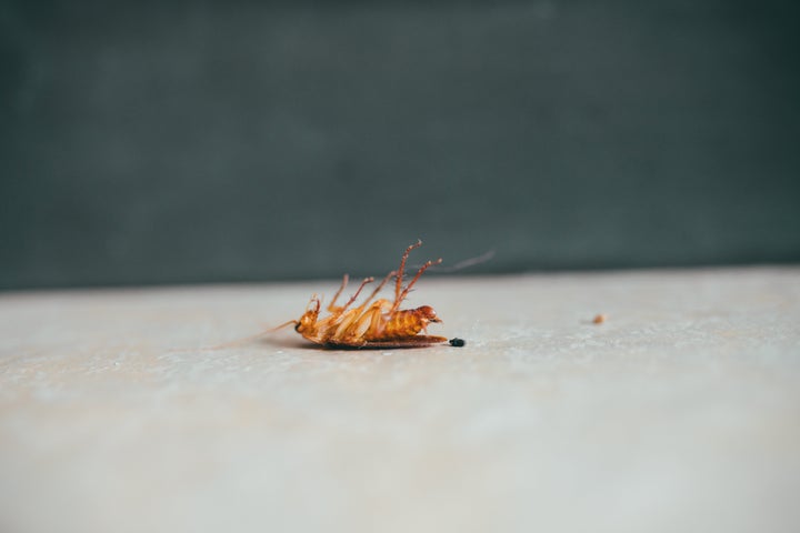 Cockroaches often live in cardboard, experts say.