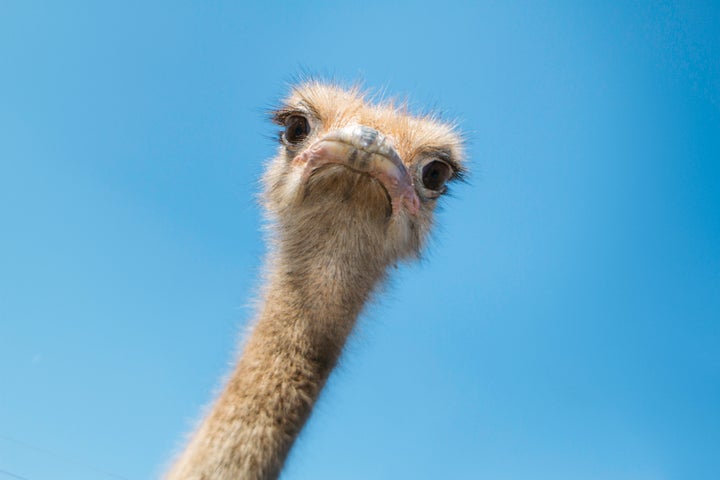 The "ostrich effect" is named for a common myth about these flightless birds.