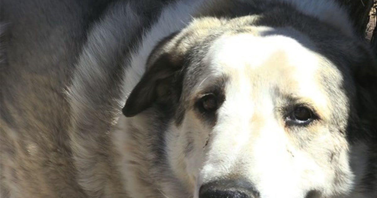 NextImg:Toddler Who Wandered Miles From Home, Spent Night In Desert Saved By Very Good Dog