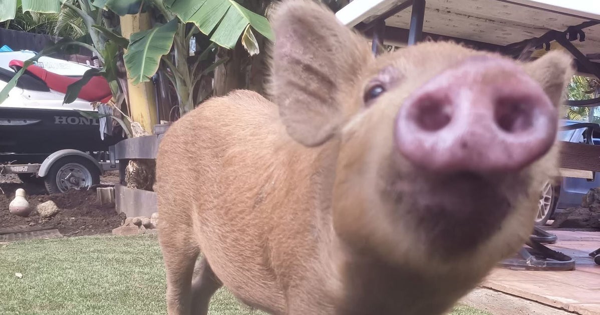 Sentence For Man Who Stole And Killed Pet Pig To Win Hunting Contest Draws Backlash