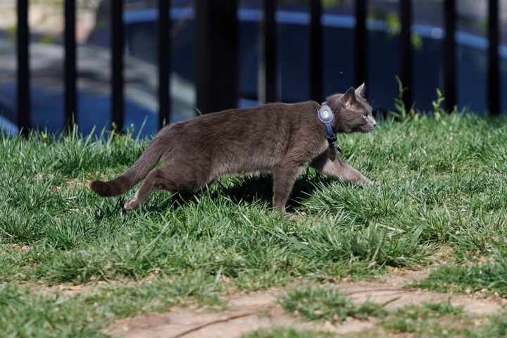 Sophie, a cat, wanders through the White House North Lawn at the White House, Friday, April 18, 2025, in Washington.
