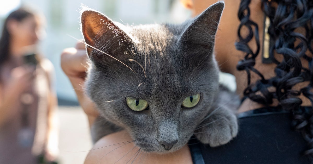 Cat Wanders Onto White House Grounds And Joins The Press Corps