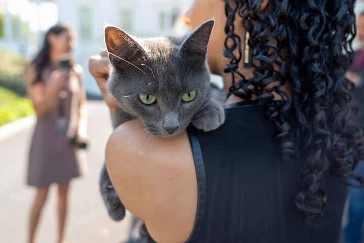 Sophie perches in the arms of USA Today reporter Francesca Chambers.