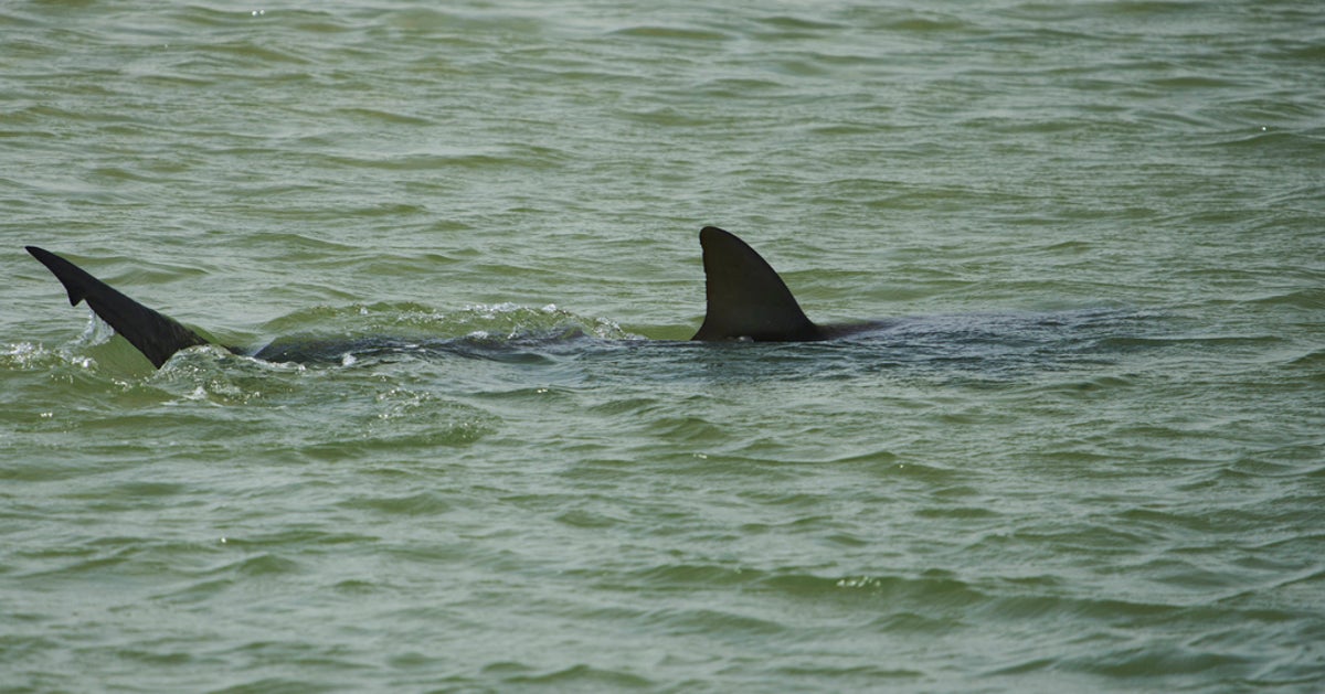 Israel Police Scour Coast For Possible Shark Attack Victim