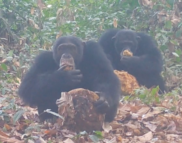 パンノキをチンパンジーたちが食べている映像