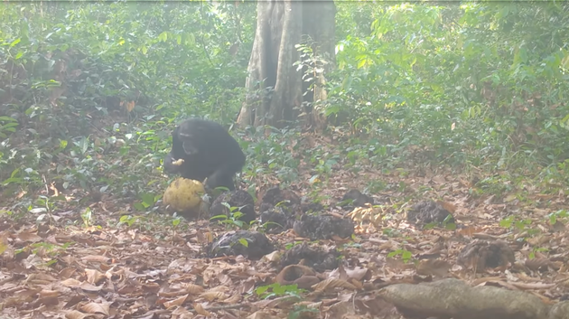 パンノキをチンパンジーが食べている映像