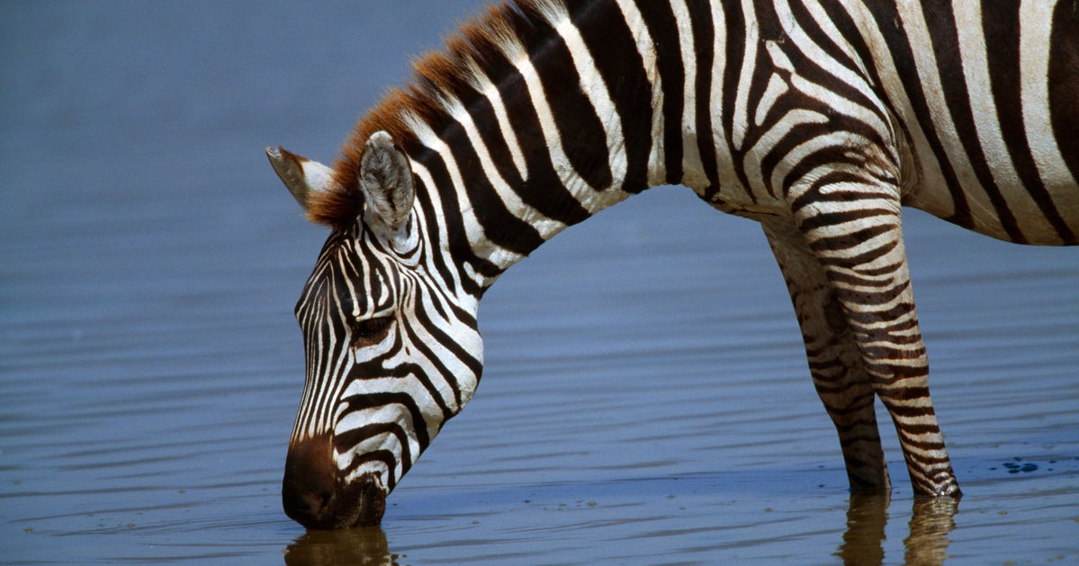 Is 'Zebra Striping' A Better Approach To Alcohol?