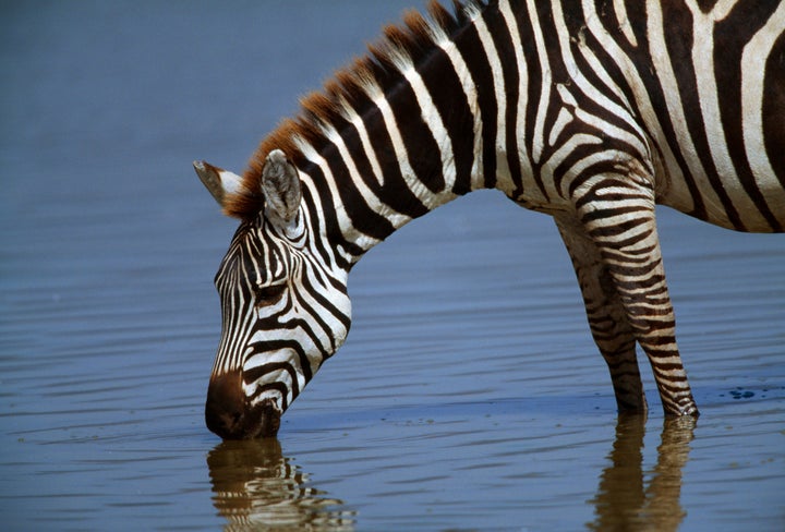 Zebra striping is a newer name for a drinking concept that's been around for decades. 