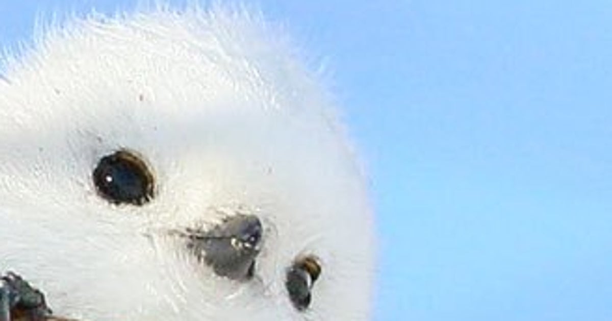 68101c761a00001700986857.jpeg?