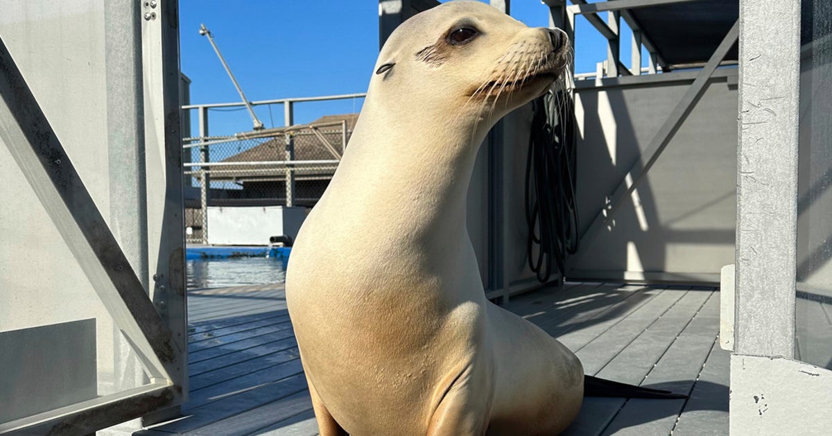 NextImg:Ronan The Head-Bopping Sea Lion Proves Animals Can Keep A Beat