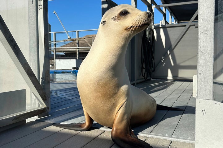 Researchers say Ronan the sea lion, 15, can still keep a beat after all these years.(Carson Hood/UC Santa Cruz via AP)
