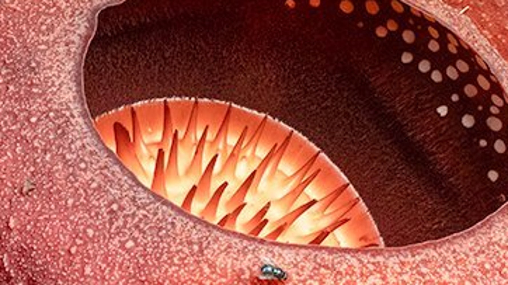 画像】世界最大の花「ラフレシア」の実物をマレーシアで発見した人の