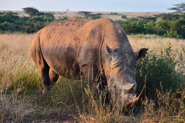 Rhino. Animals in the wild. Safari in the Nairobi Kenya National Park.