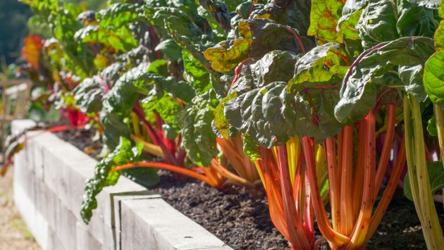 Rhubarb stalks and leaves