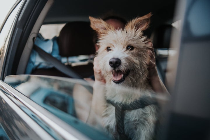 Not every dog is suited for travel, nor is every destination suited for dogs.