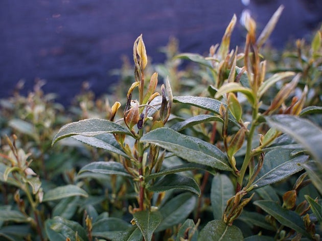 近年で最も凍霜害がひどかった2021年4月10-11日に被害を受けた新芽の様子（提供／京都府茶業研究所）