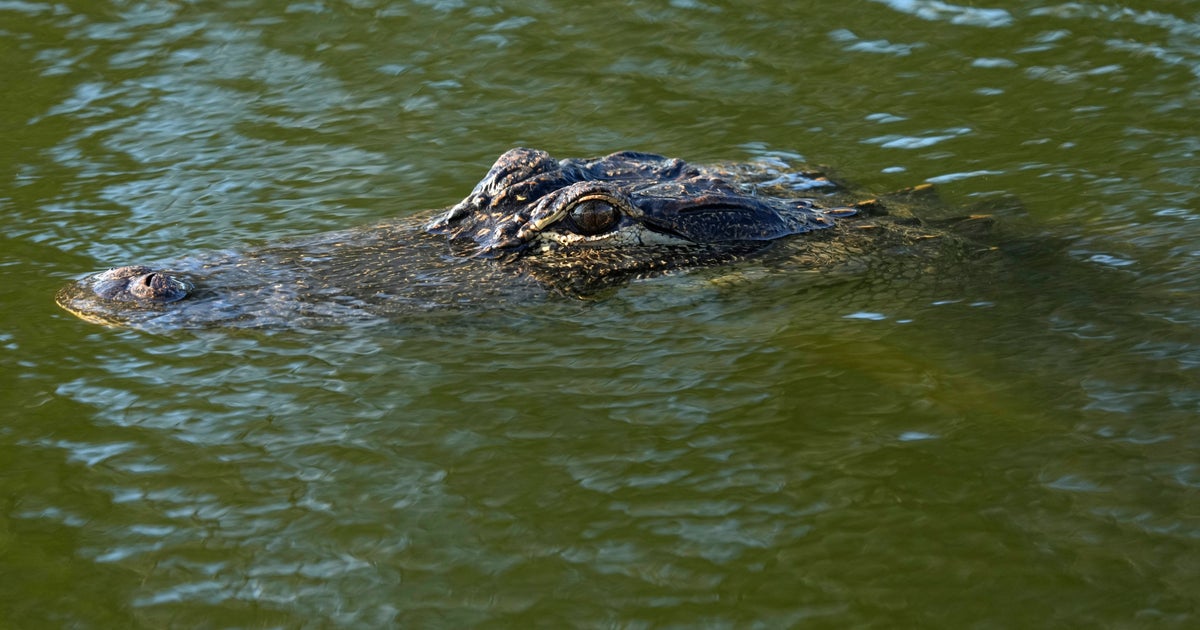 NextImg:'Startled' Alligator Killed Florida Woman After Tipping Over Her Canoe: Investigators