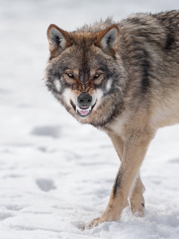Gray Wolf growling on white snow