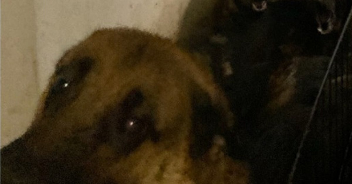 40 Dogs Rescued From NYC Apartment Were Found 'Inside Closets And Cupboards'