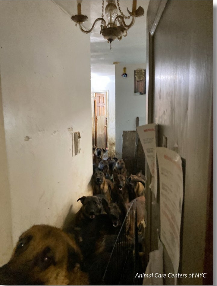 Forty dogs were found packed on a seventh floor apartment by Animal Care Centers of NYC.
