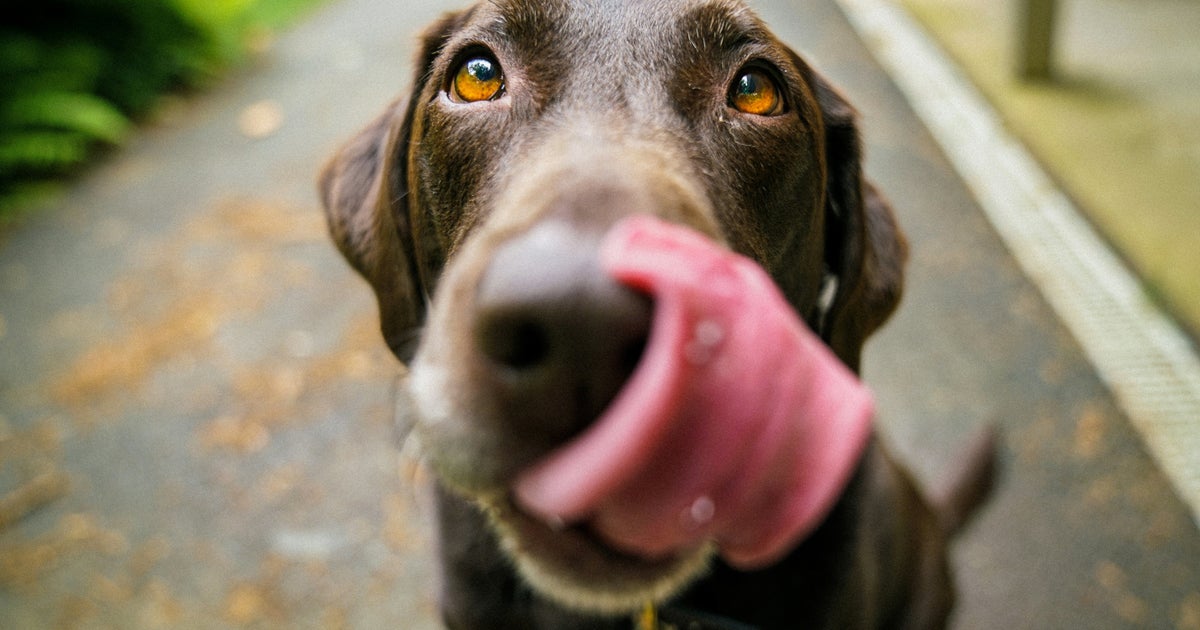 I'm A Vet – Here's How To Keep Dogs Cool In Roasting Hot Weather